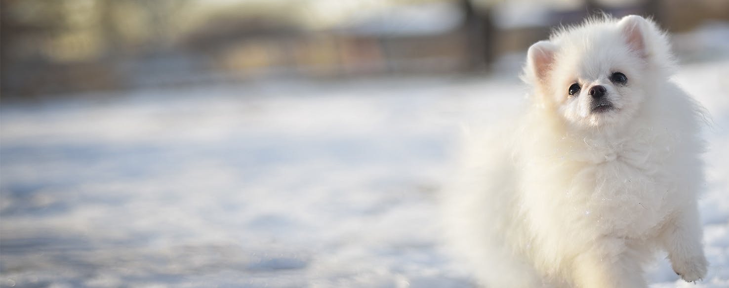 Dog shedding in outlet winter