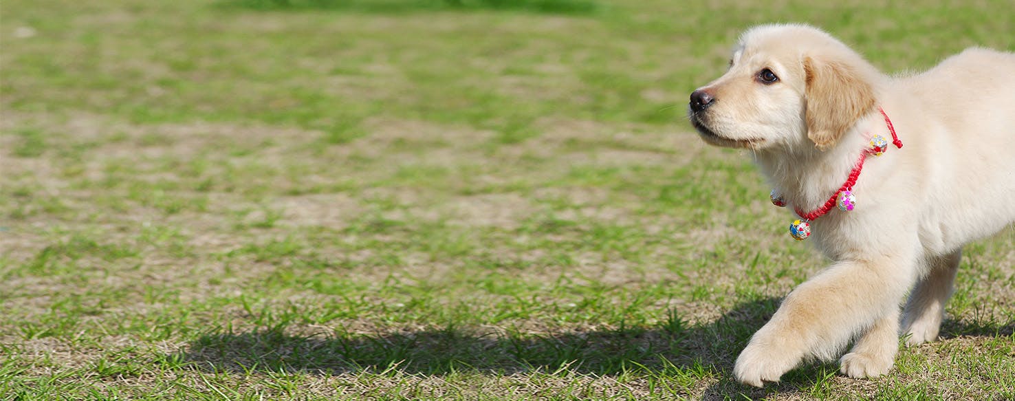 can dogs see long distance