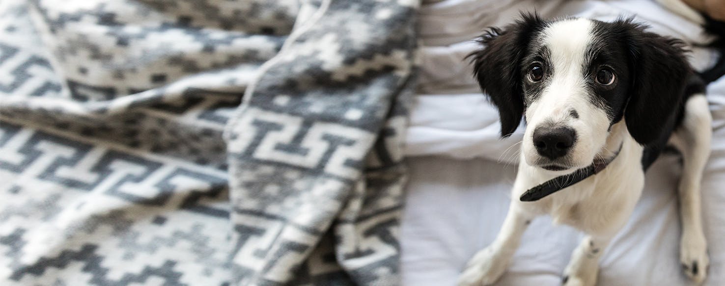 what does it mean when your dog sits and stares at you