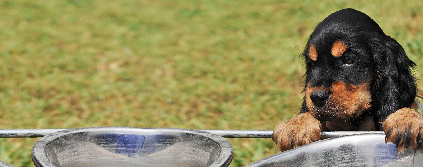 my puppy digs in her water bowl