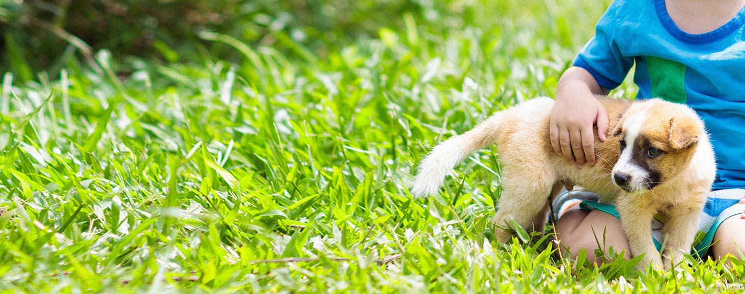 Dog overprotective clearance of owner