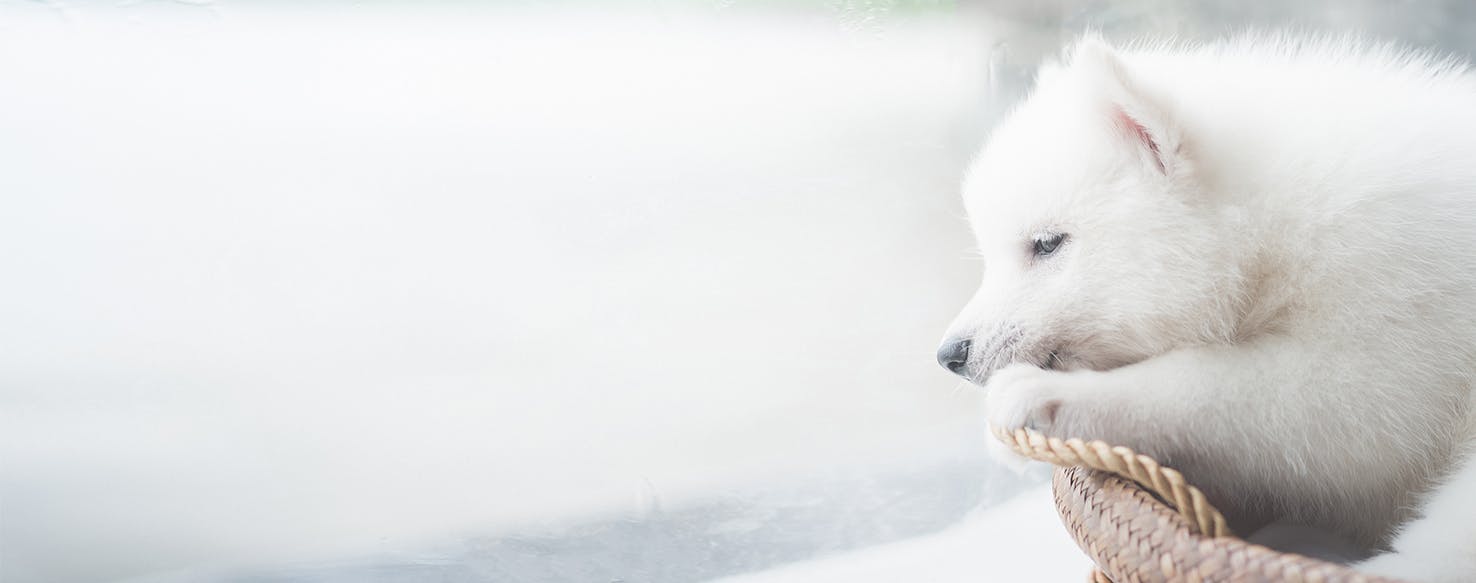 what does it mean when your dog sits and stares at you