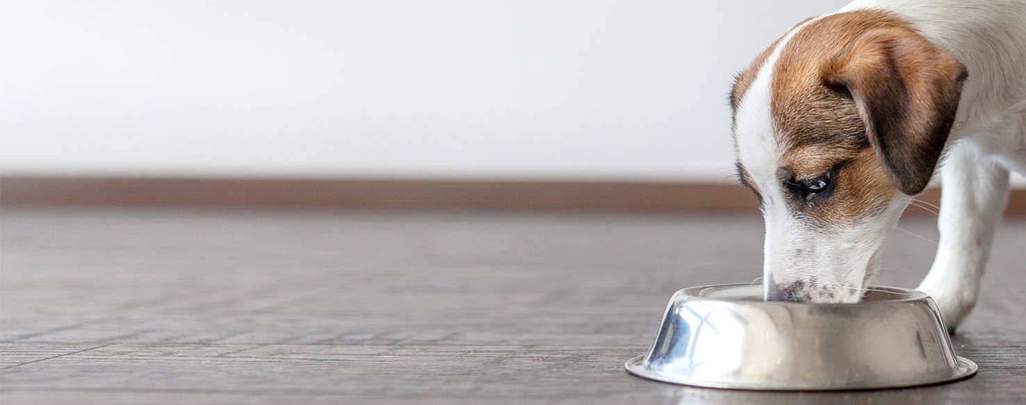 Dog keeps tipping 2024 over water bowl