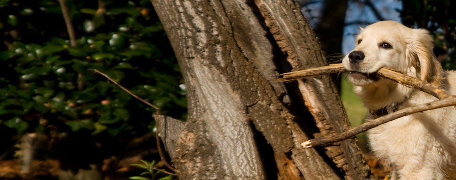 Are tree branches bad for dogs