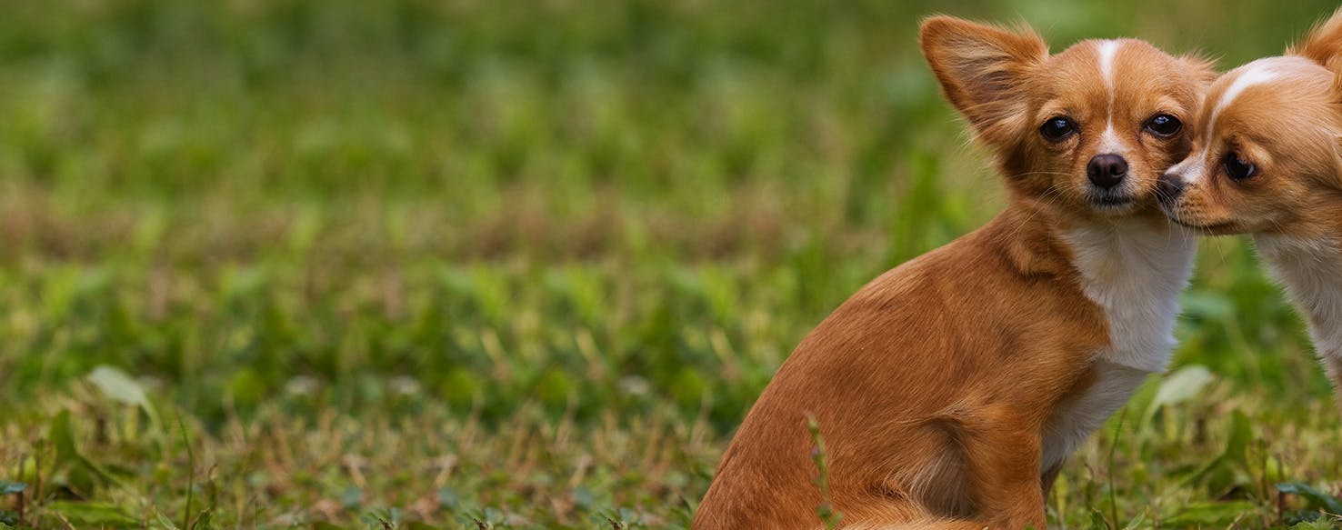 Puppy biting store other dogs face