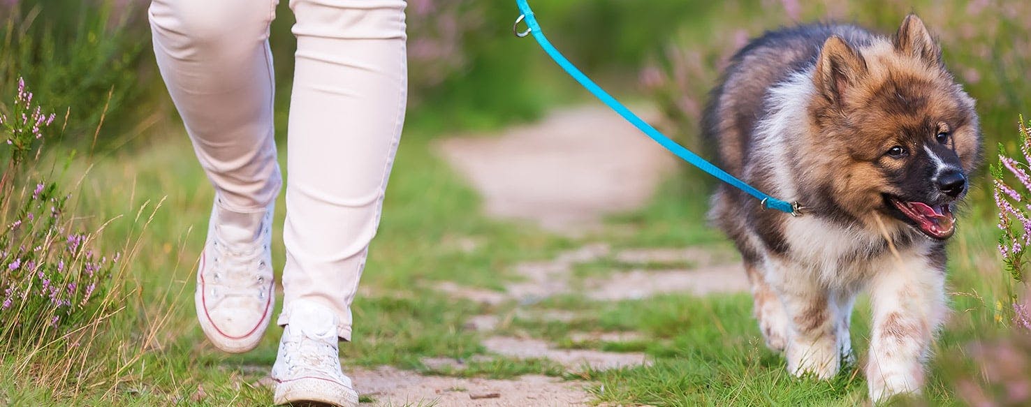 why do dogs grab the leash