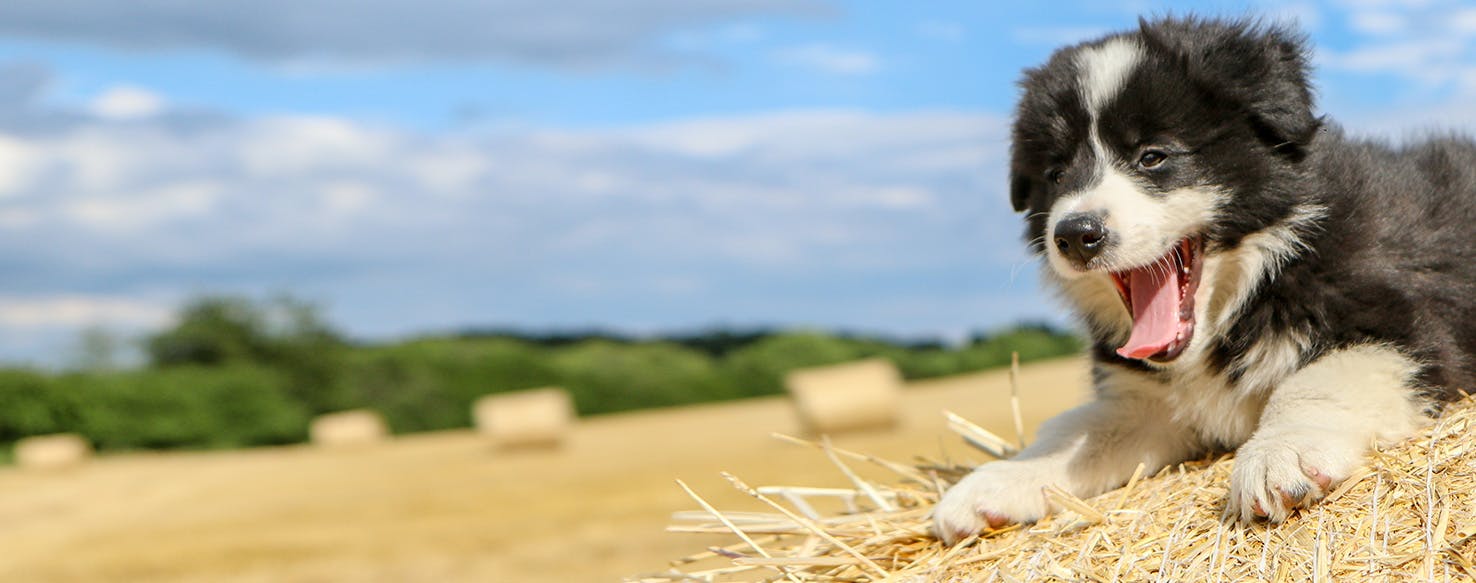 what does it mean if your dog yawns a lot