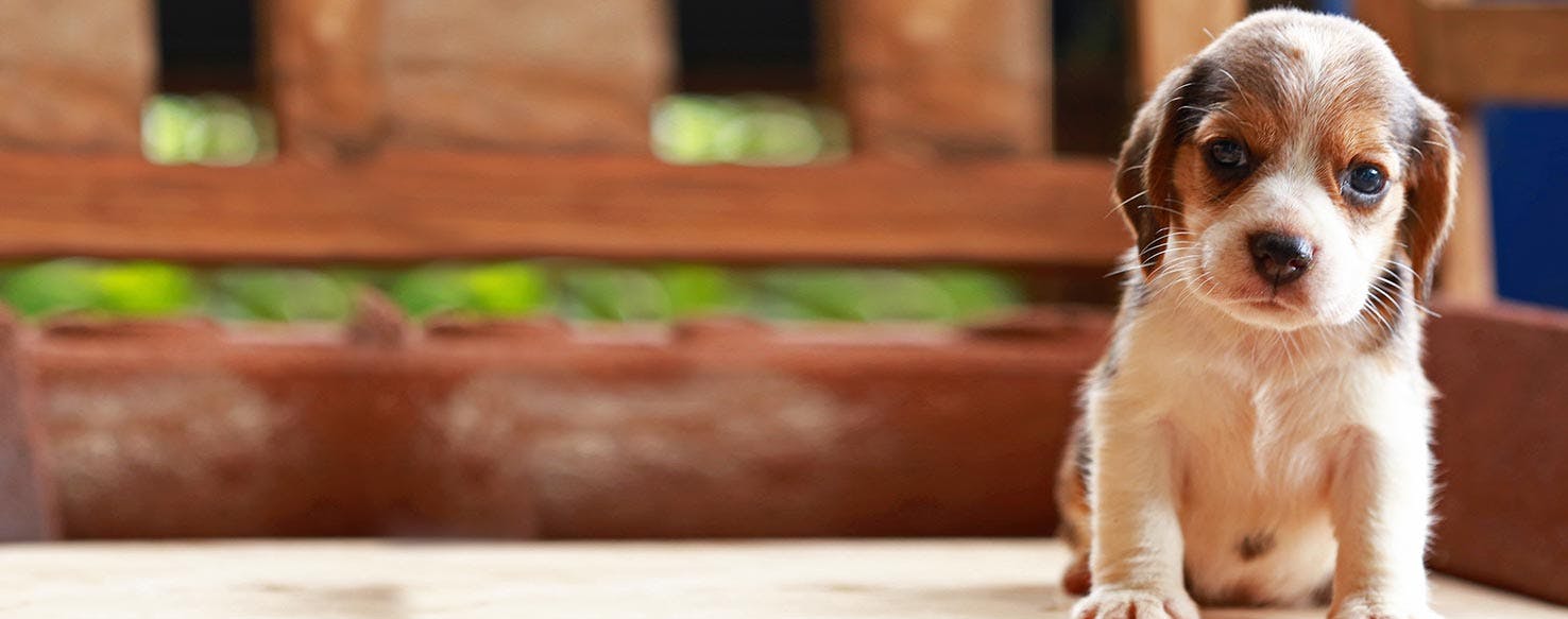 Protect Your Table Corners And Yourself With Adorable Corner-Eating Animals