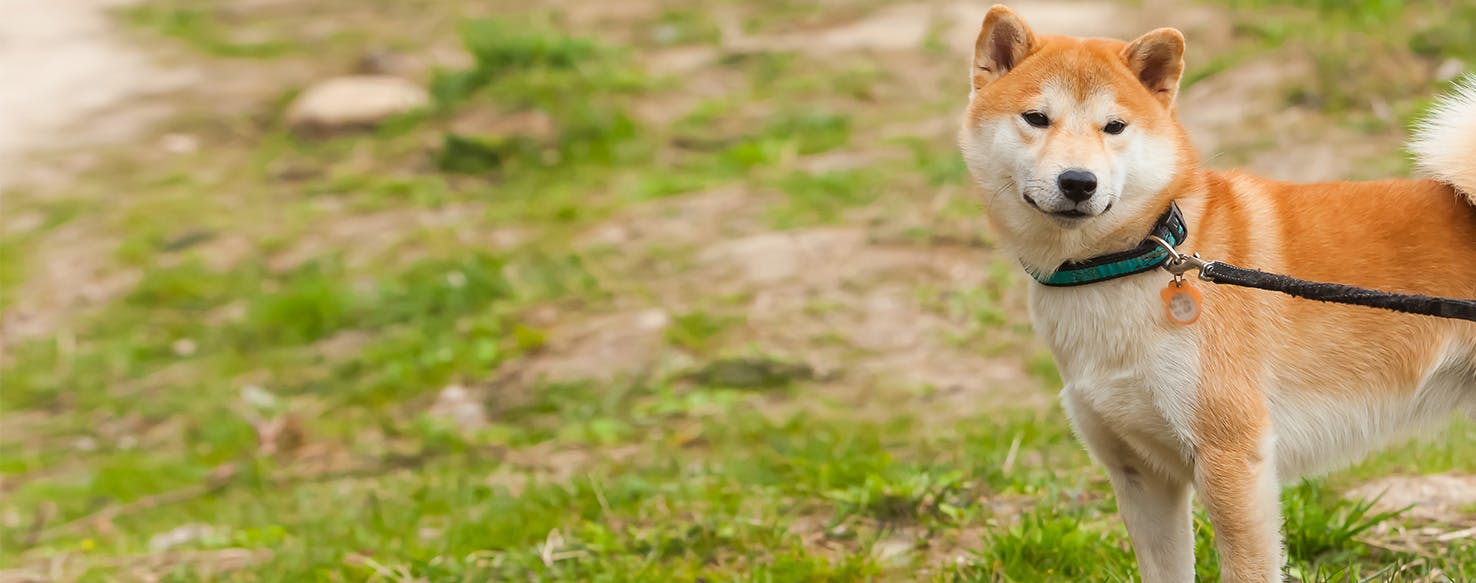 Why Do Dogs Become Aggressive When On Their Leash