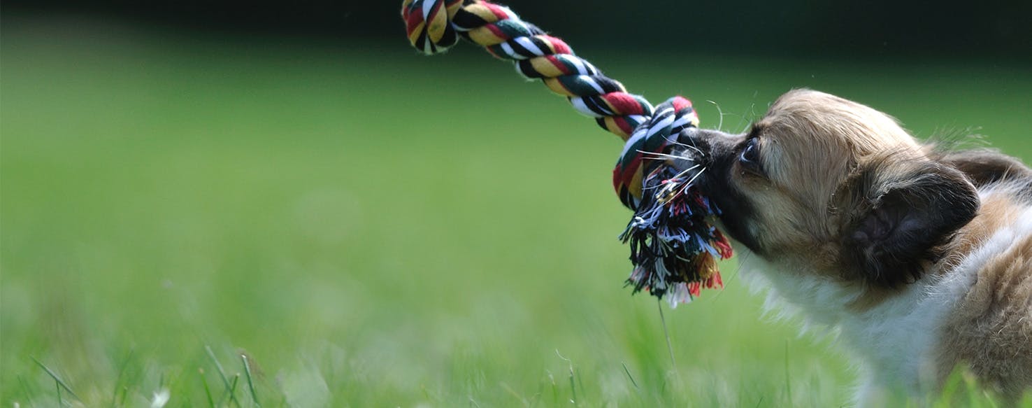 Tug of best sale war with puppy