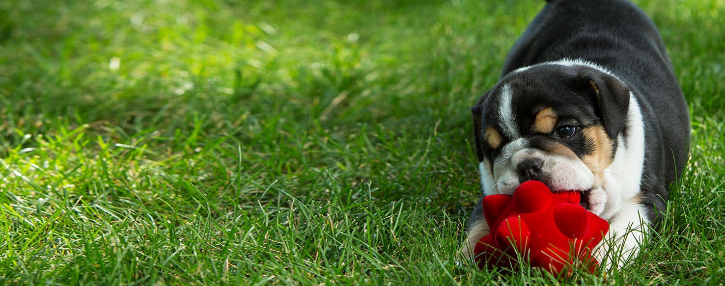 why are dogs obsessed with squeaky toys