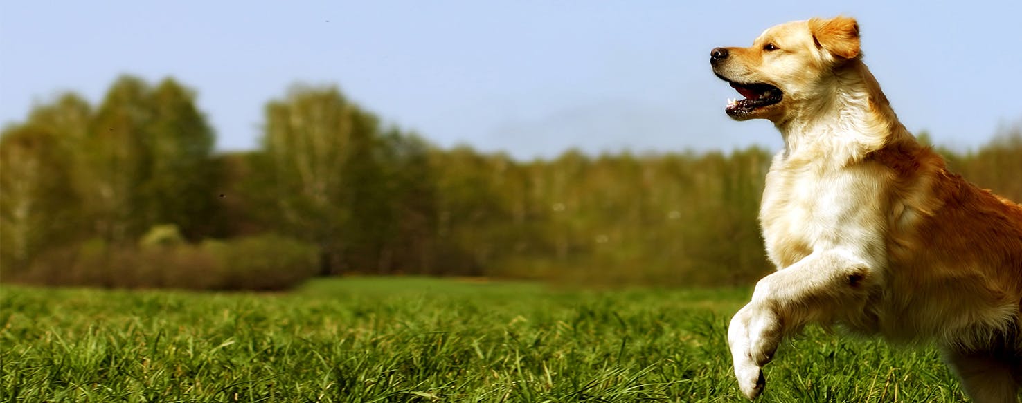 Why Dogs Don't Jump As High As Cats