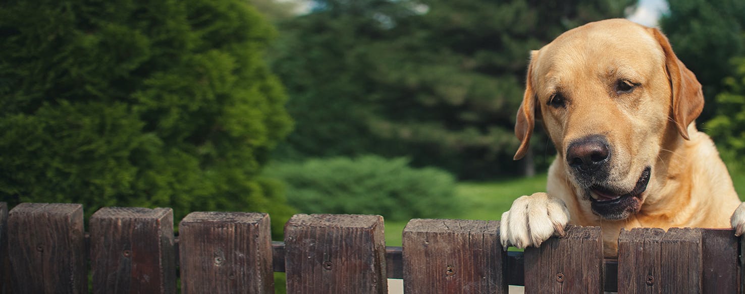 Dog jumps through clearance fence