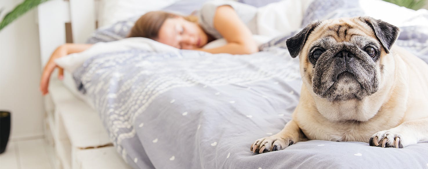 How to stop my dog from jumping on my bed sale