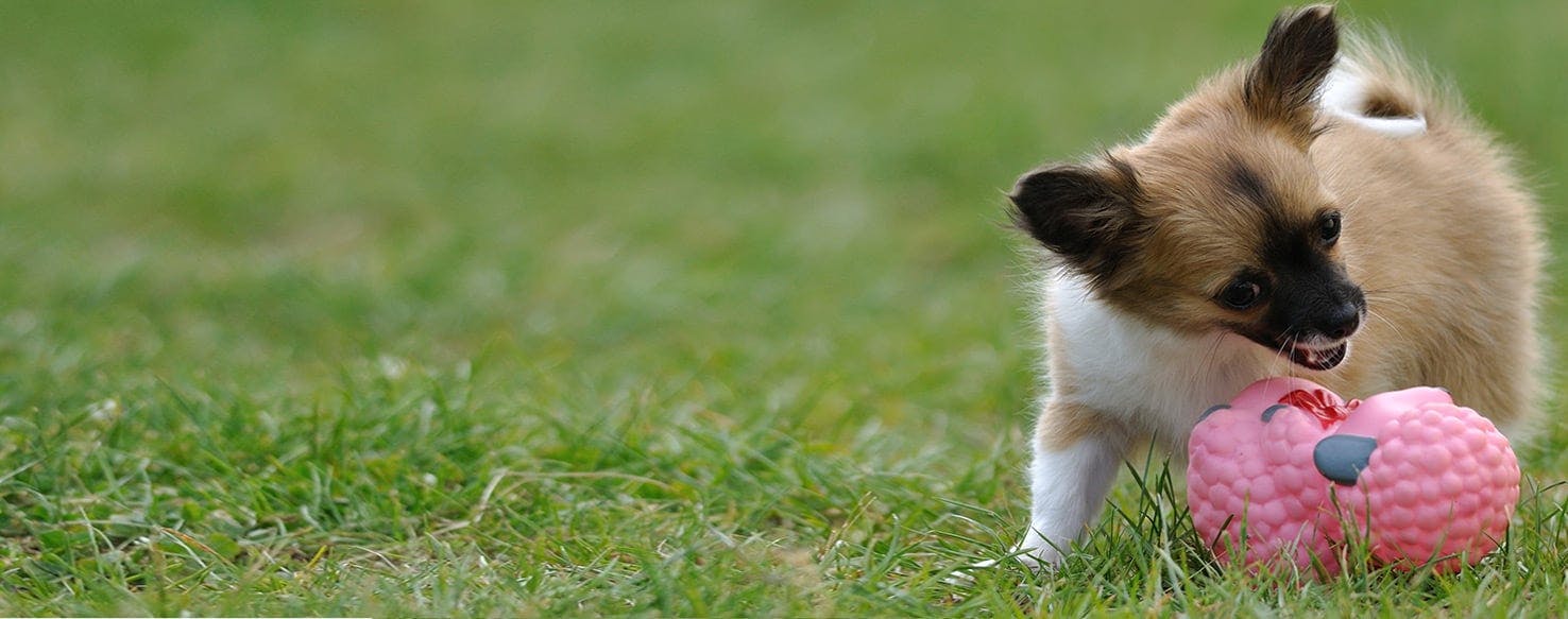 Dog playing shop with toy