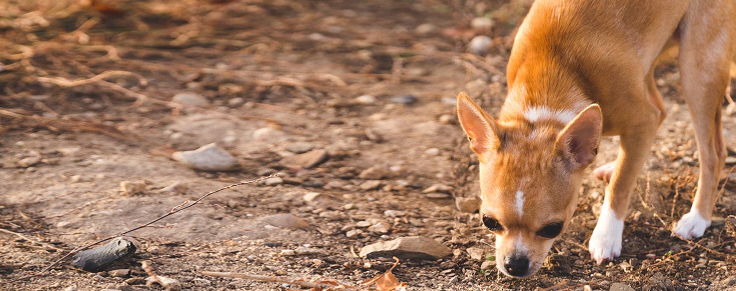 Why Do Dogs Make Paths In The Yard - Wag!