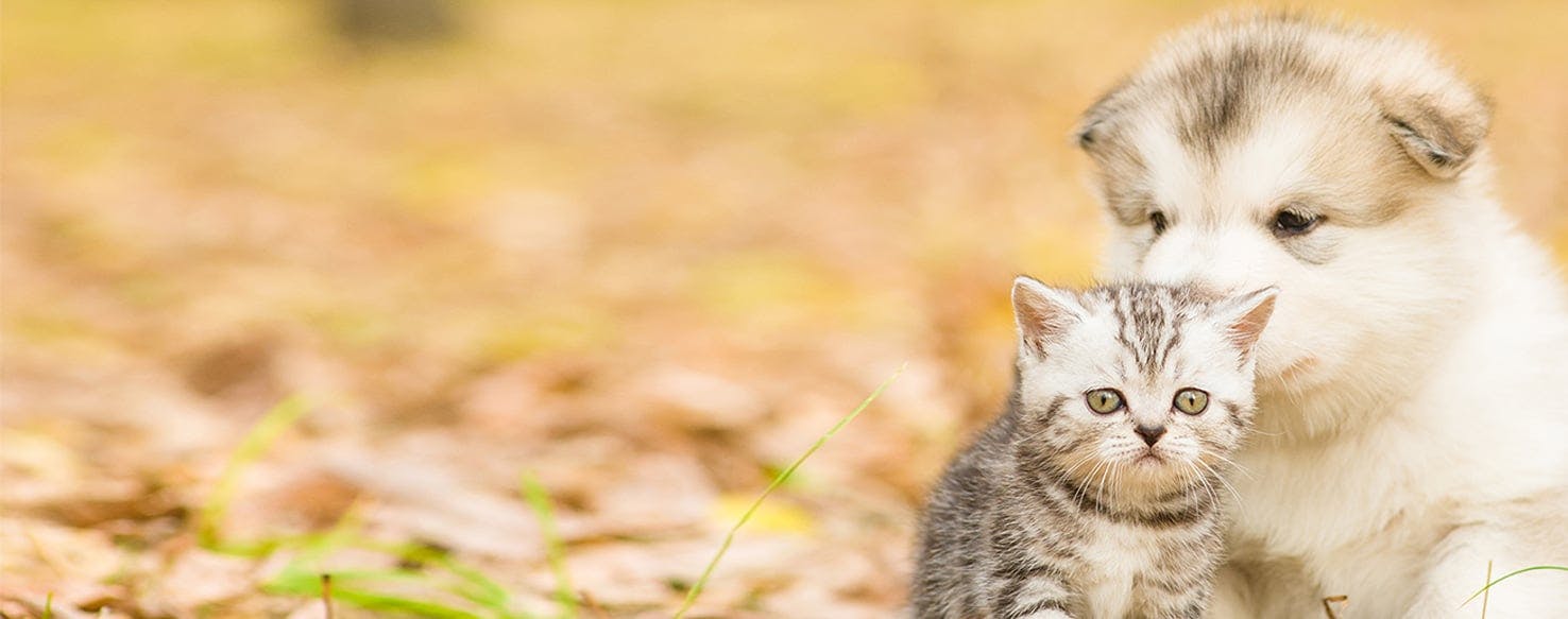 why dogs are better than cats scientifically