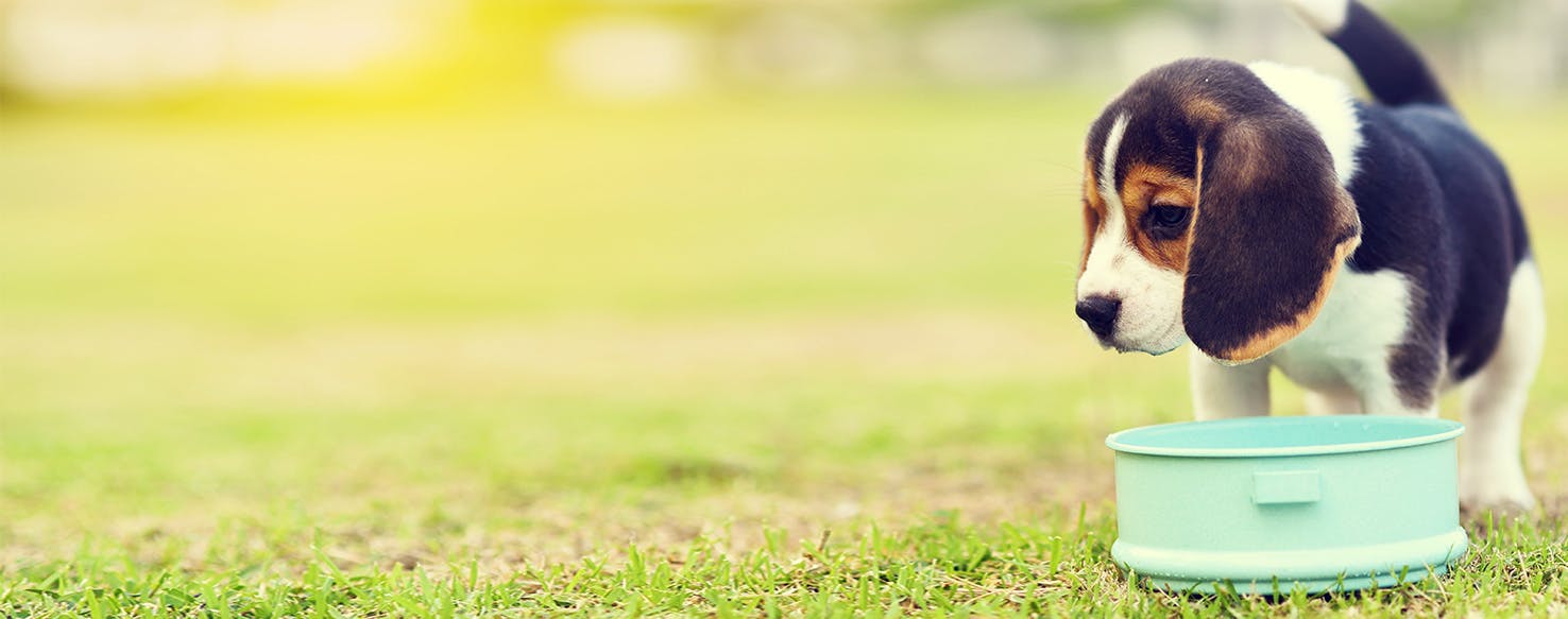 Dog will only eat cat food best sale