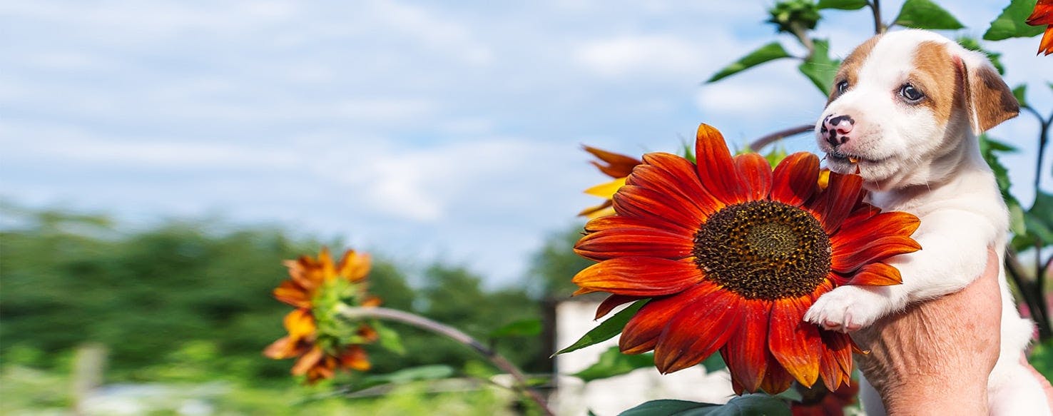 Why Dogs Eat Sunflower Leaves - Wag!