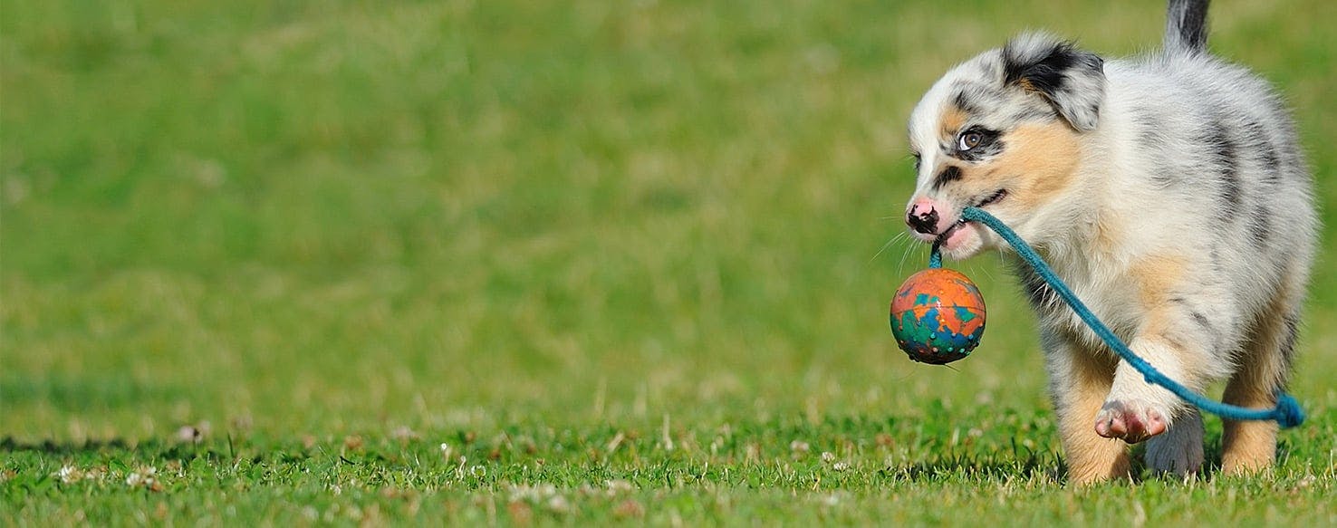 Your Dog Doesn't Like Toys? - Wagging Tails Pet Resort