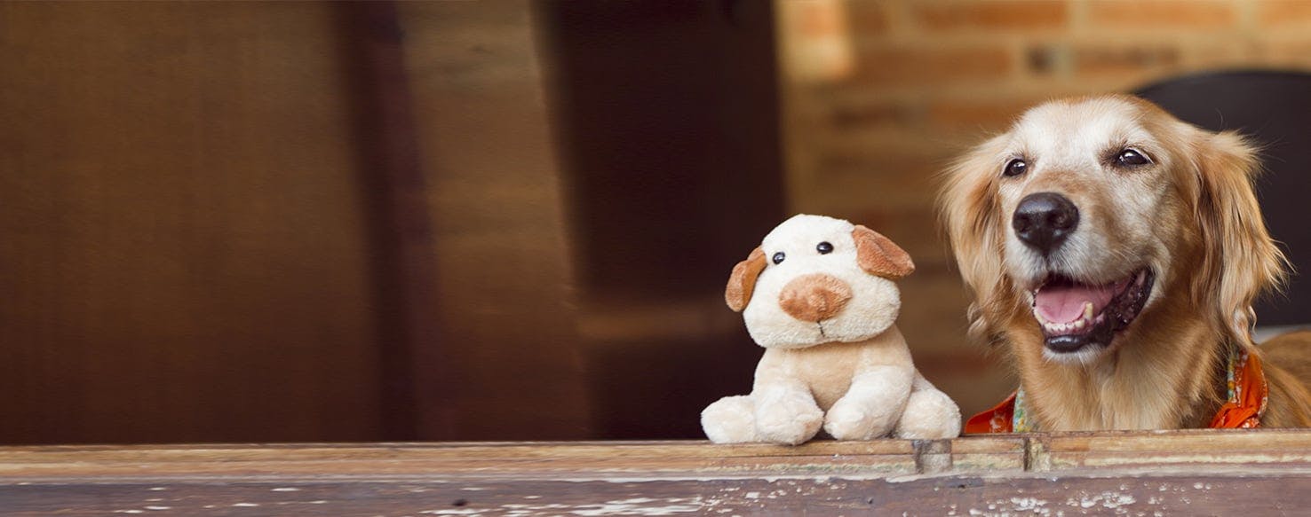 4 Reasons Why Your Dog Is Attached to Their Favorite Toy