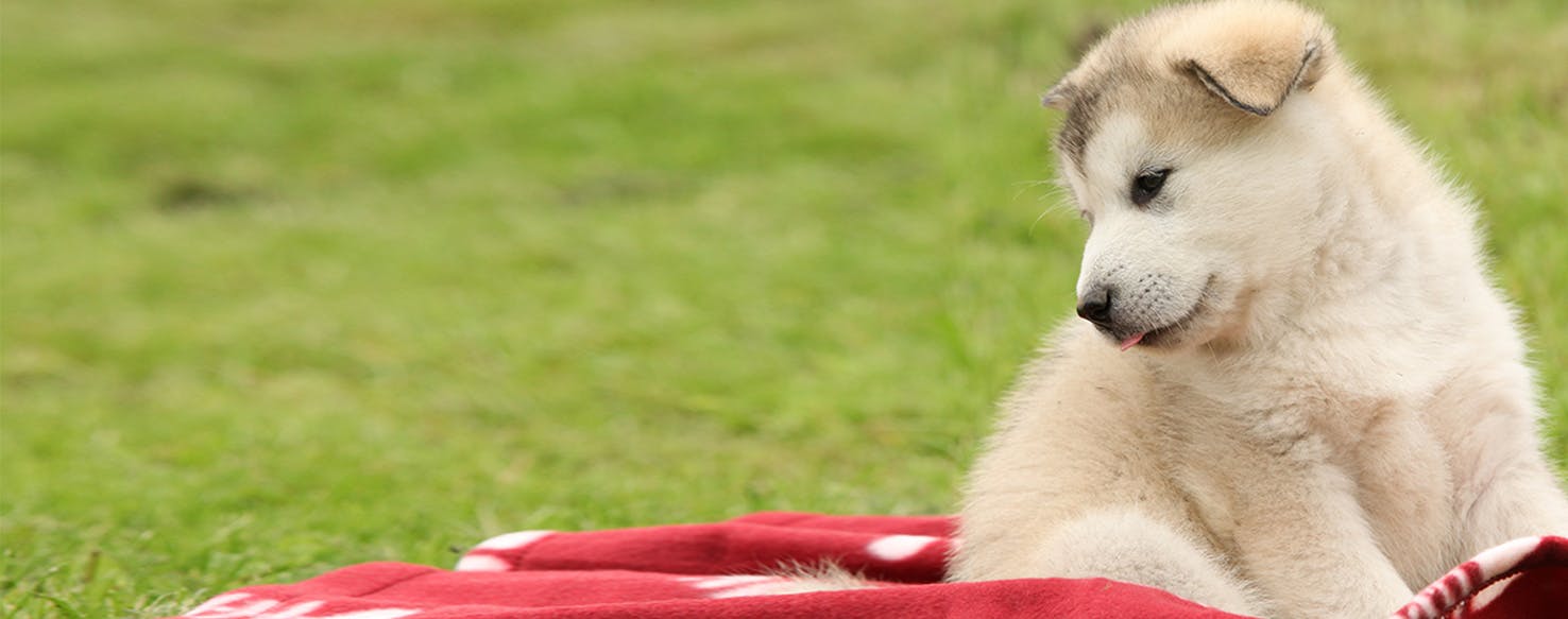 Security blankets for discount dogs