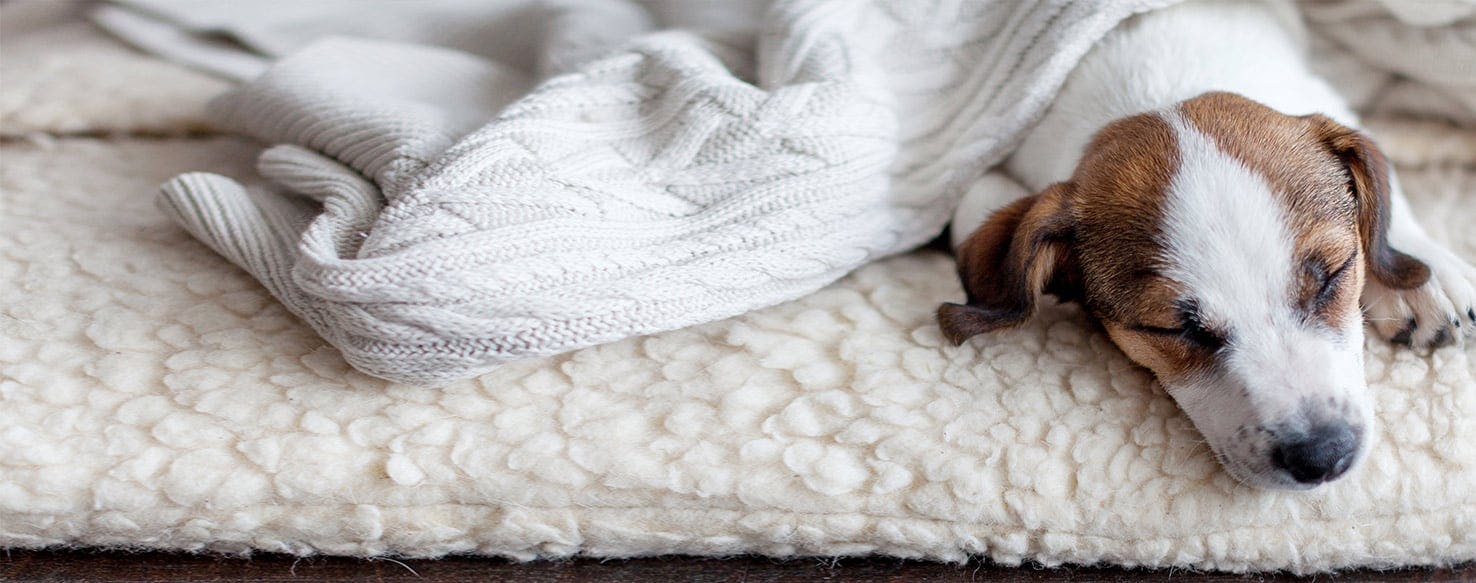 dog digging at blanket