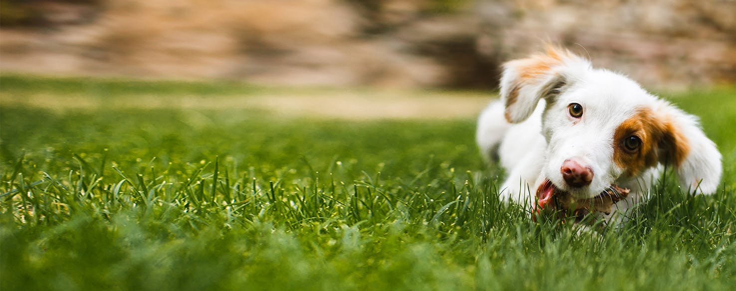 Why Do Dogs Love To Chew Bones