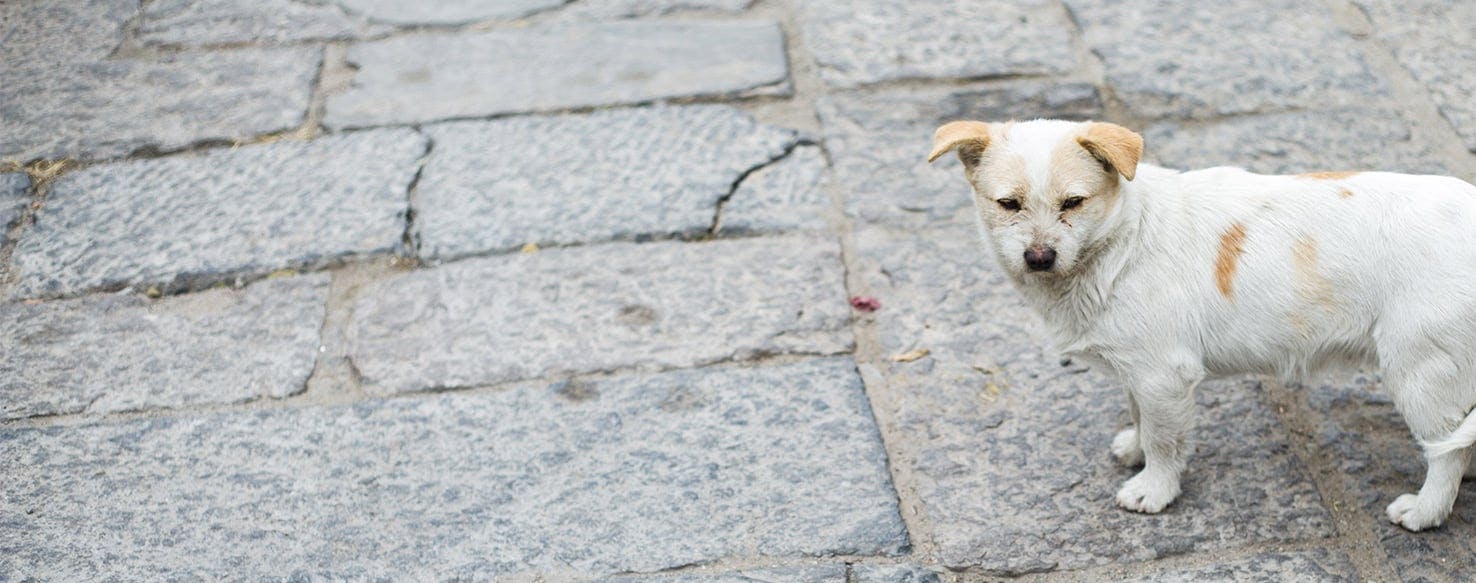 how do i stop my puppy from eating stones in my garden