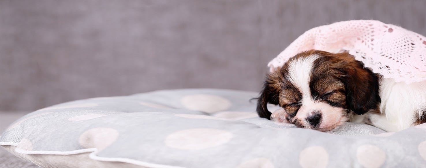 Dogs sleeping under outlet covers