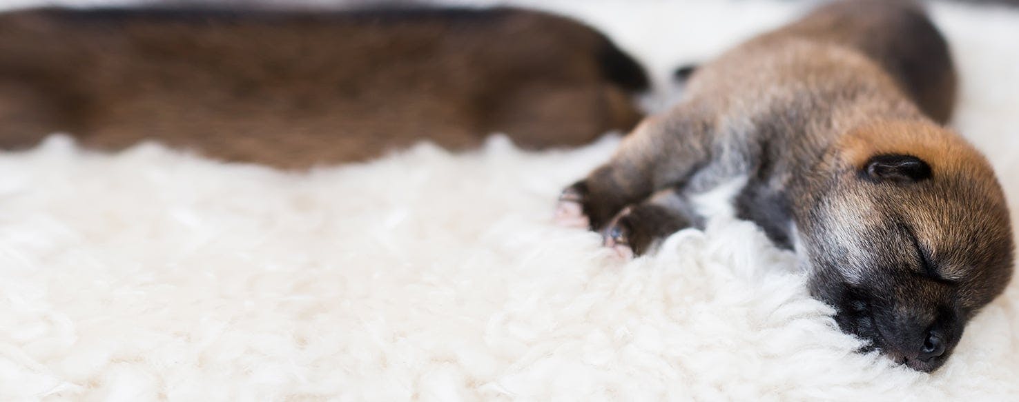 Why Do Dogs Dig in Their Bed? Is This Normal?