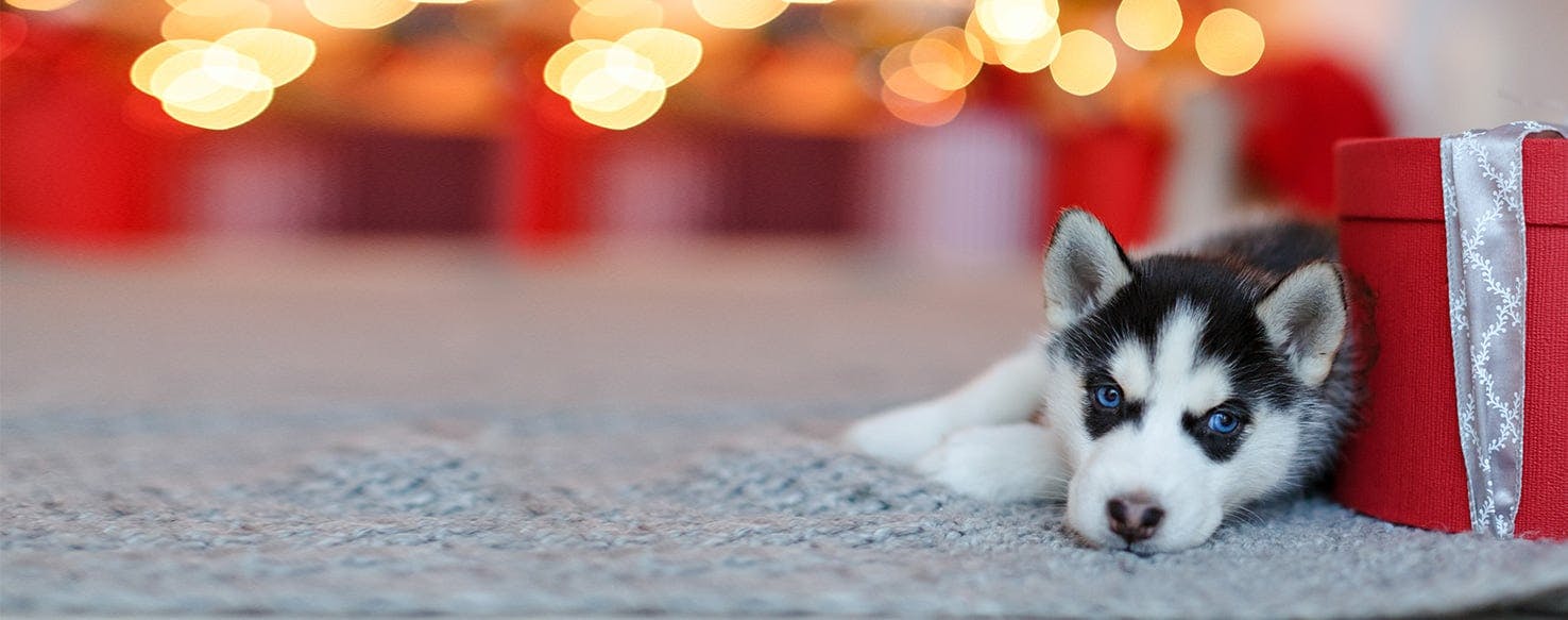 Gifting a Puppy for Christmas: Things to Consider