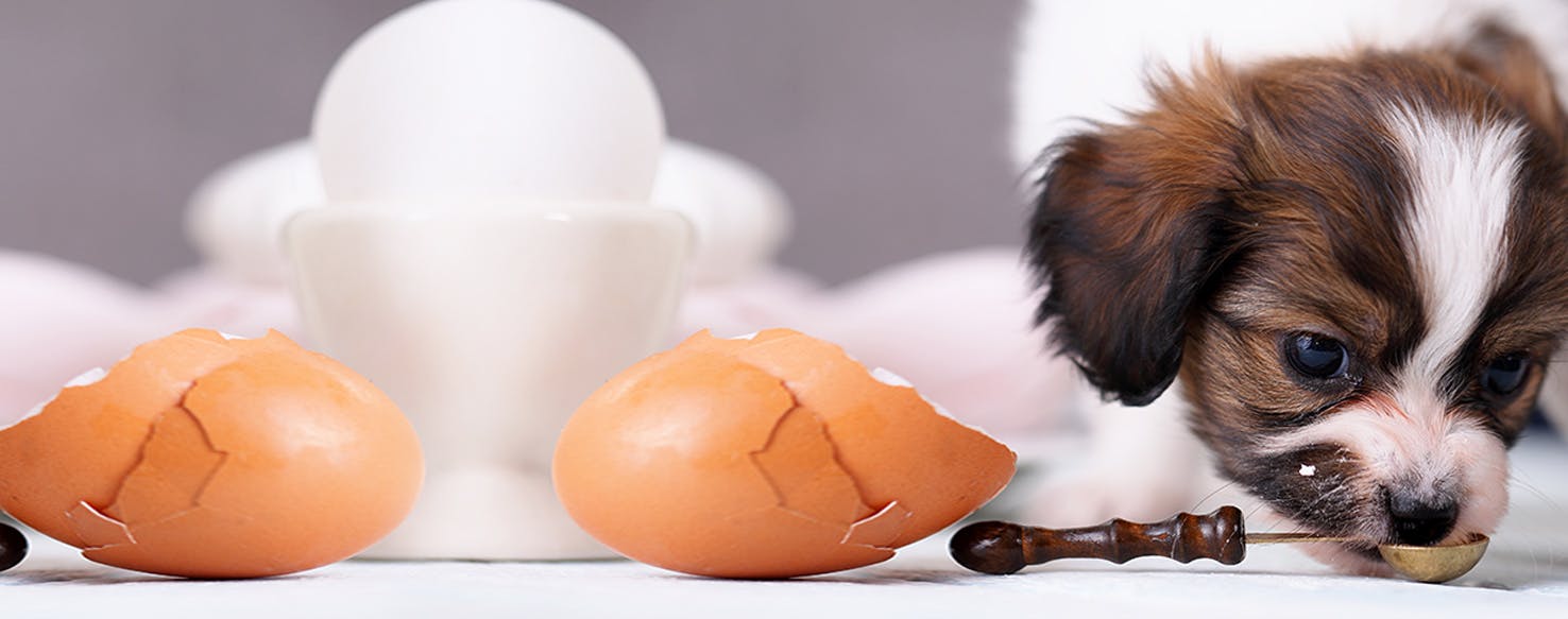 Why Do Puppies Chew On Everything