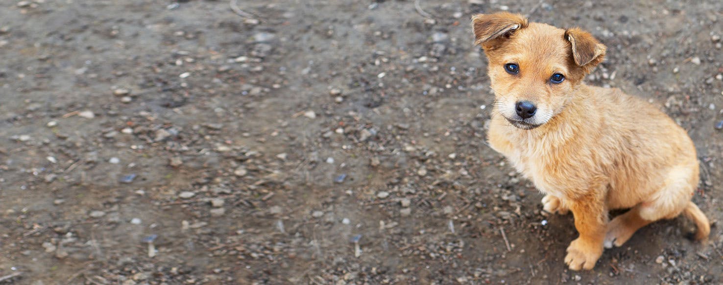 a dog with its ears back