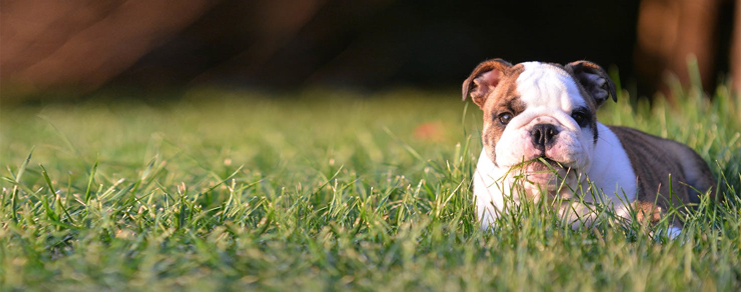 at what age does a english mastiff go into heat