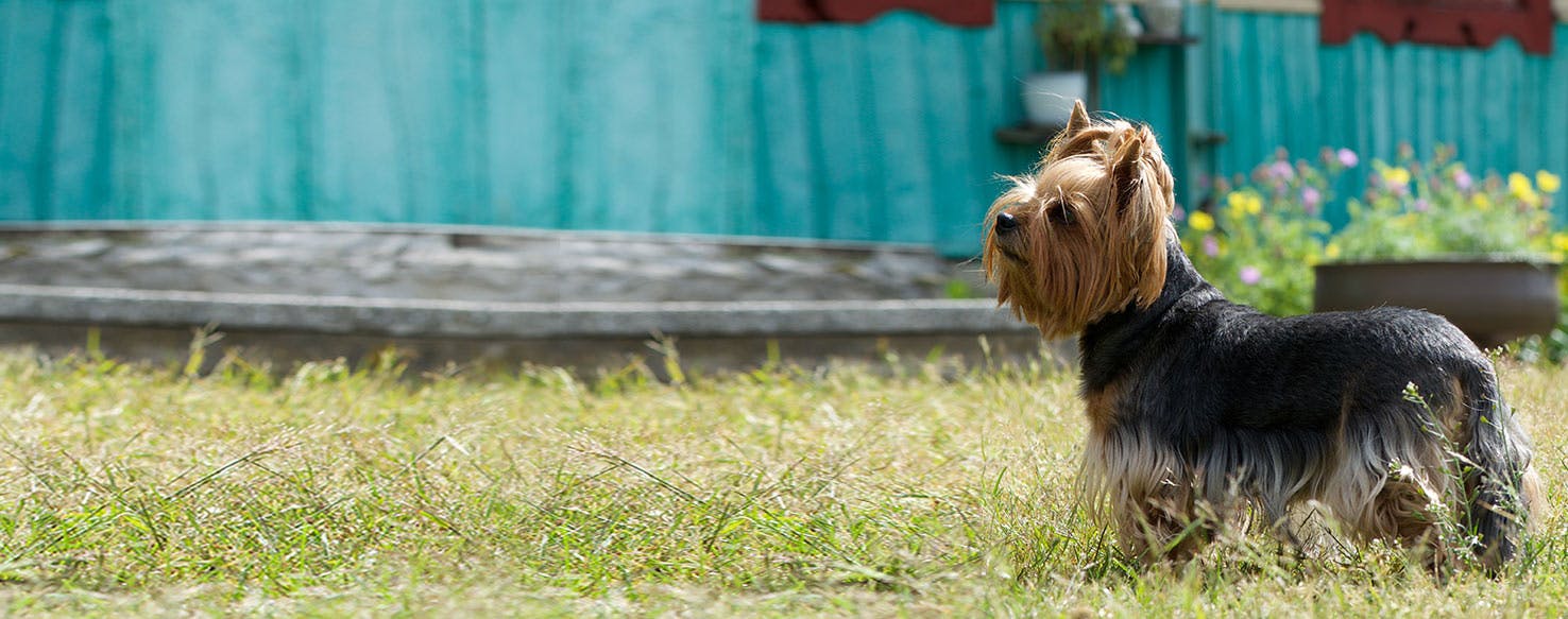 do dogs poop magnetic field