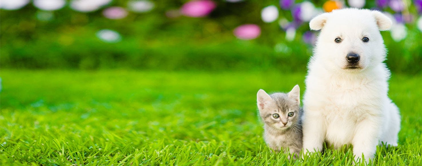 kittens playing with puppies