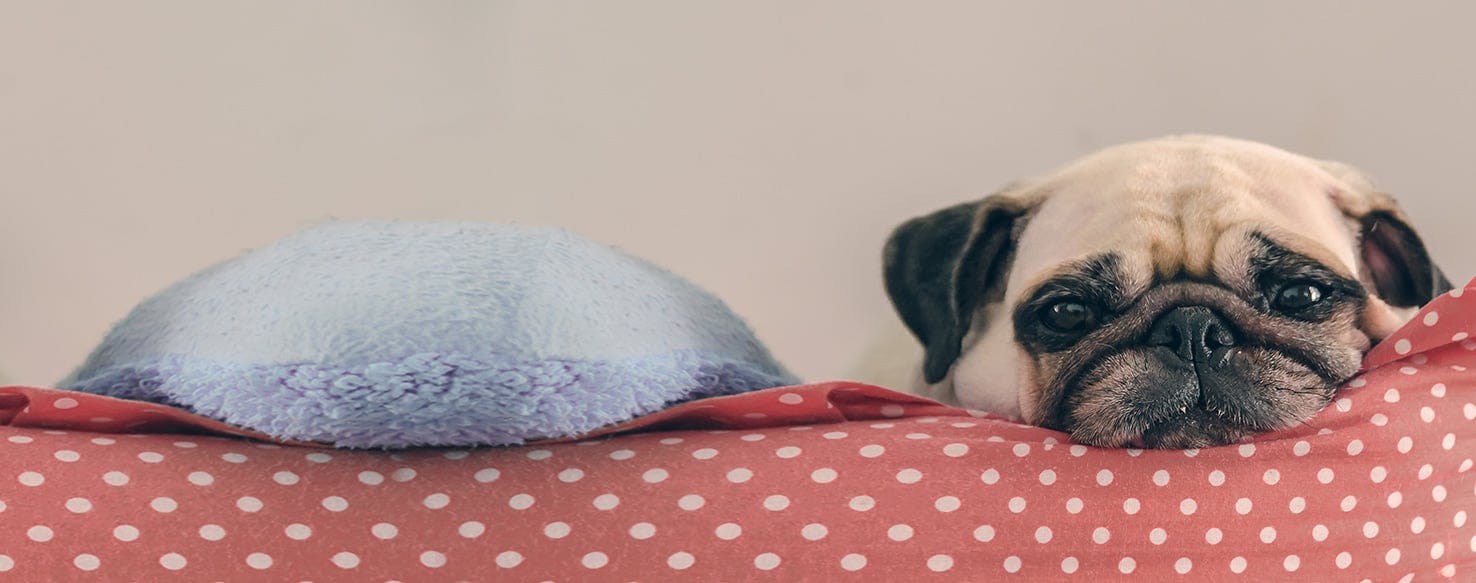 Dog started snoring while hot sale awake