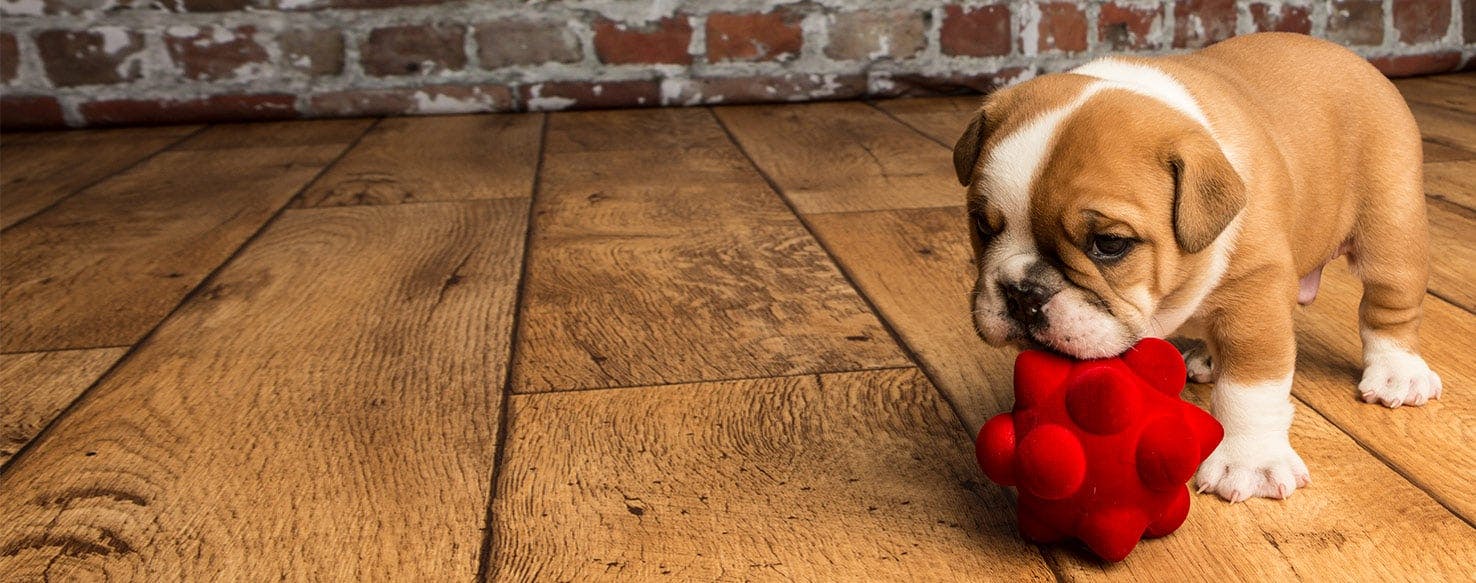 Dog Training Toys That You and Your Dog Will Love