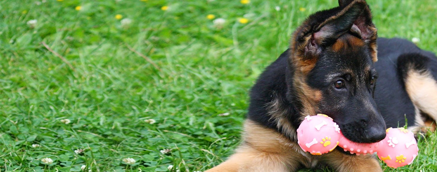 why are dogs obsessed with squeaky toys