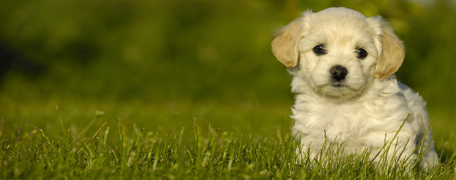 Why Dogs Eat Cat Poop