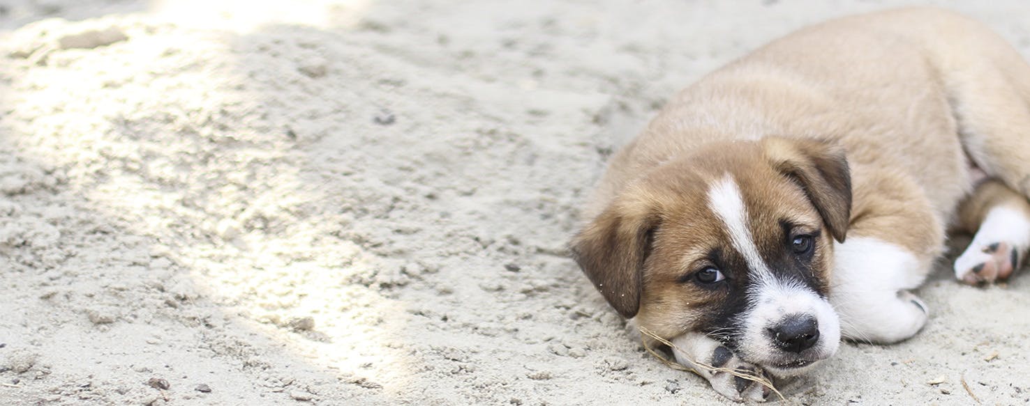 Why Do Dogs Show Sadness