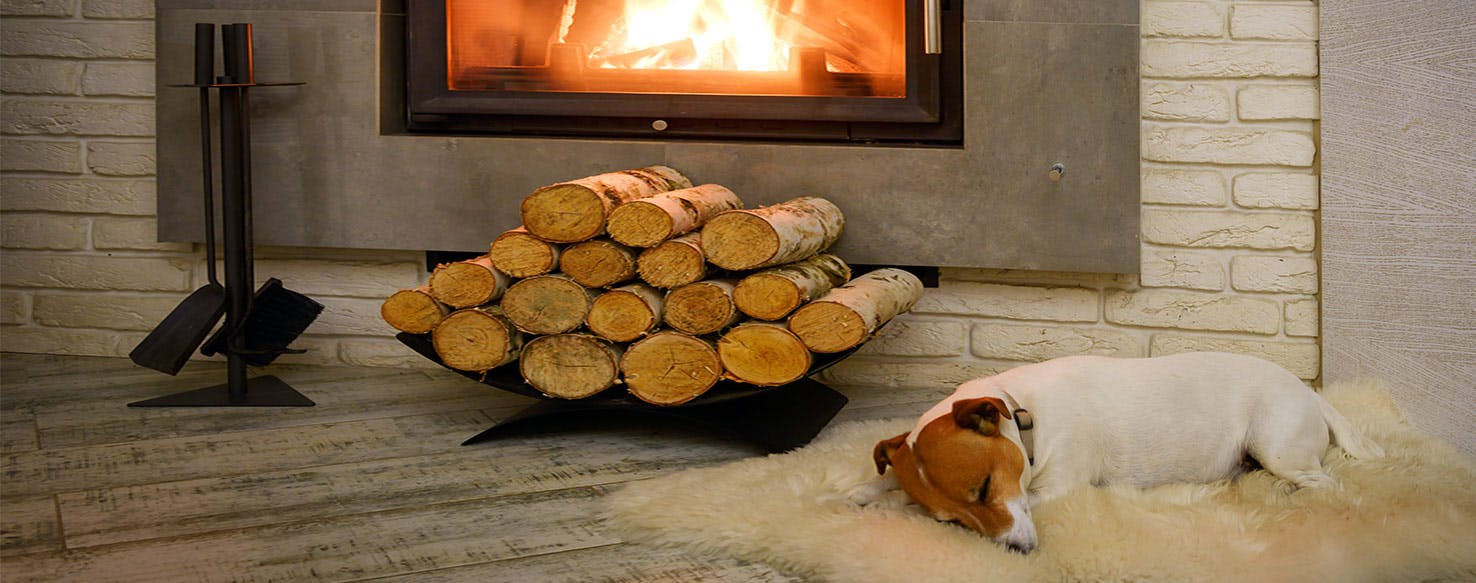 Why Dogs Sit So Close To The Fire