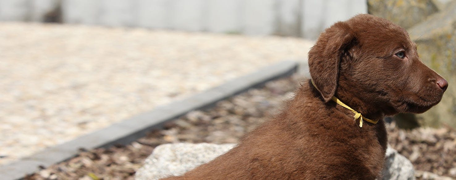 how do i stop my dog from going in the bin