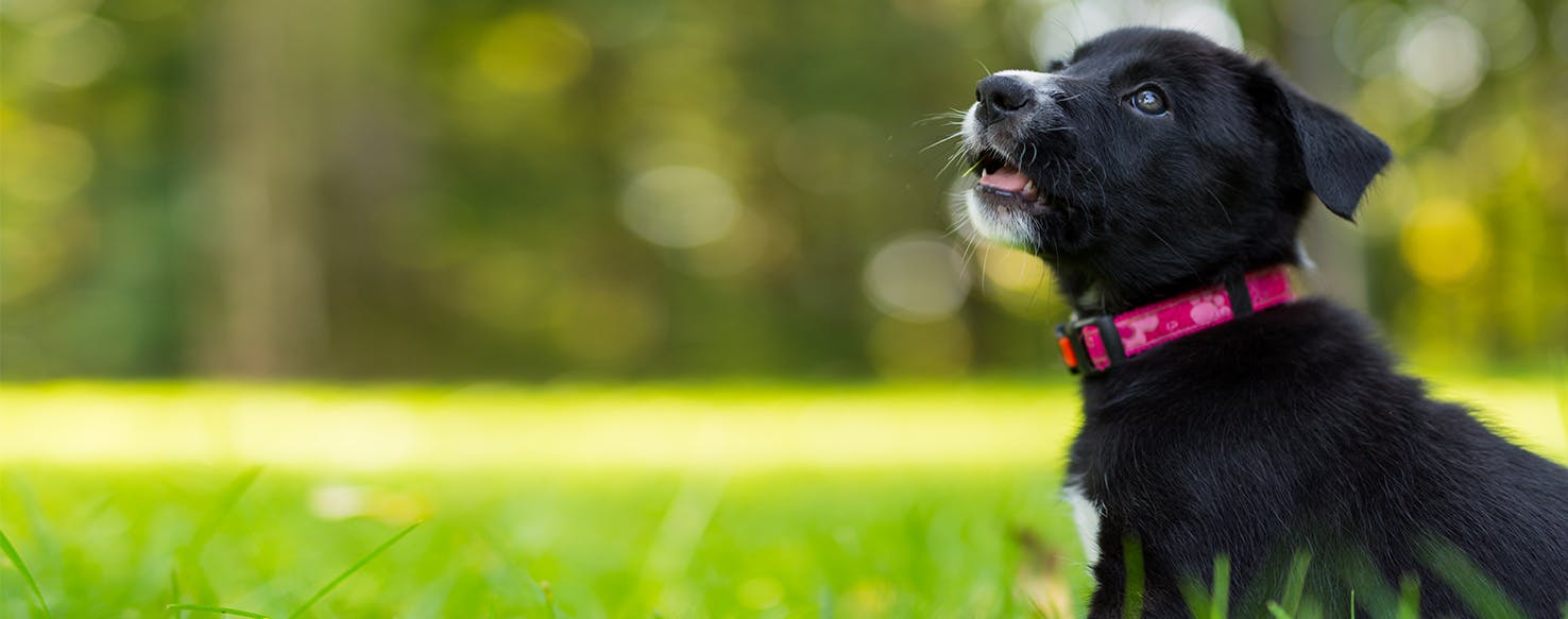 what does it mean when a dog bears its teeth