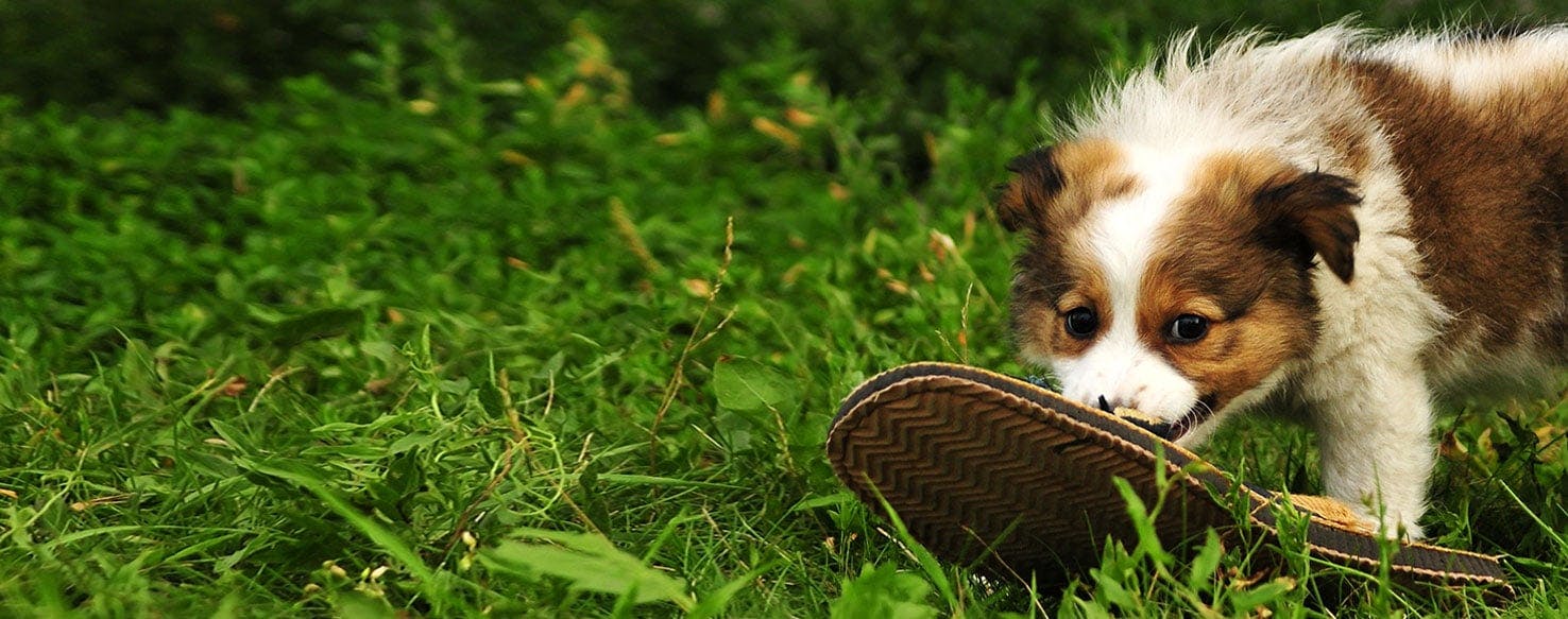 Slippers with dogs clearance on them