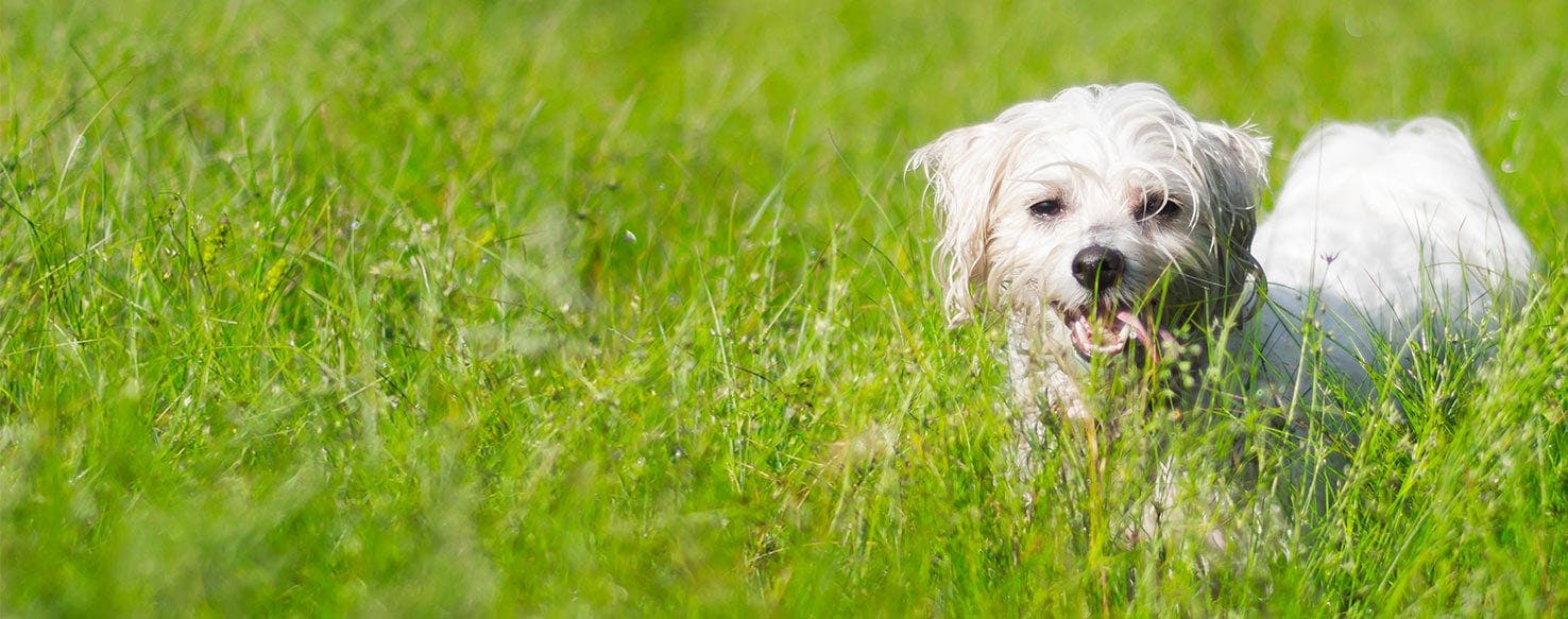 hiding puppy