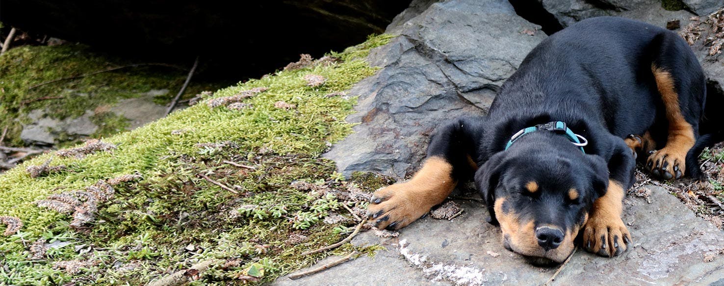 why do dogs like to lick rocks