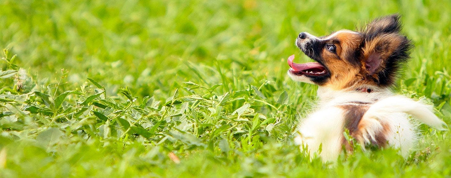 why do dogs scratch grass after they poop