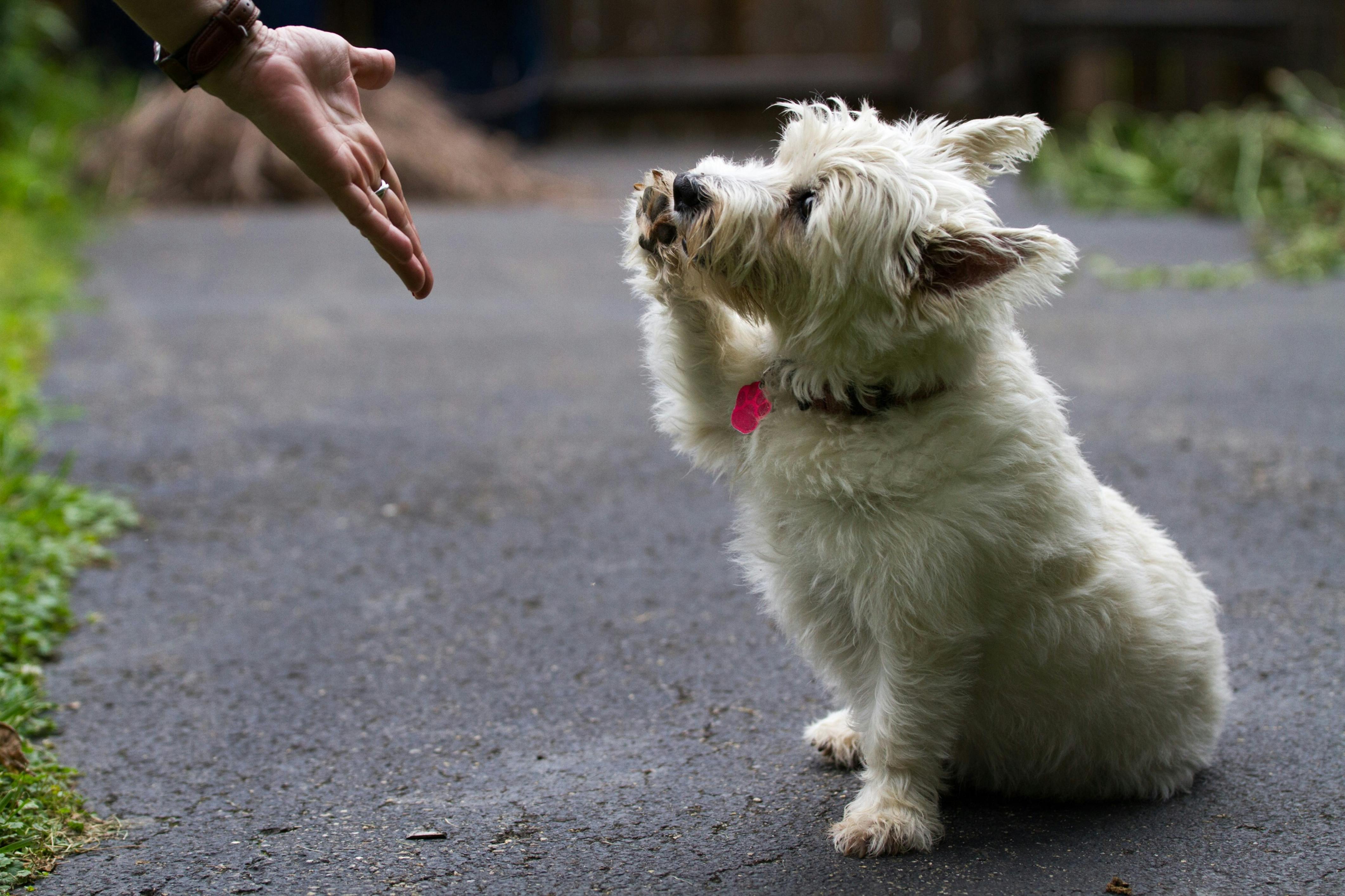 Why Do Dogs Try To Shake Hands